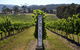 Yarra Valley Premium Tour Inc Lunch And Cheese And Wine Pairing At De Bortoli - thumb 1