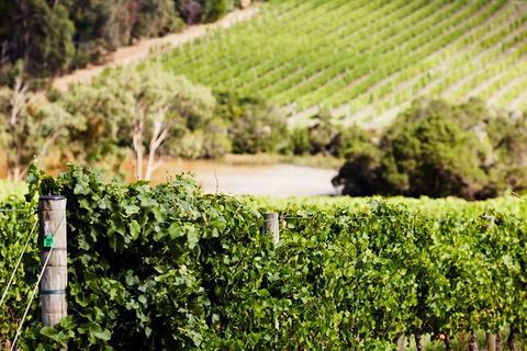 Mornington Peninsula 2-6 Guests With Lunch And Art Walk At Pt Leo Estate - Accommodation Perth 5
