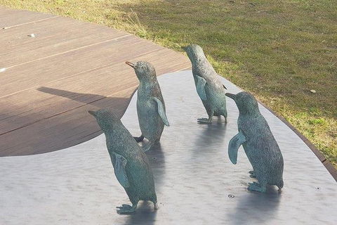 Phillip Island Penguin And Wildlife Tour - Accommodation Perth 14