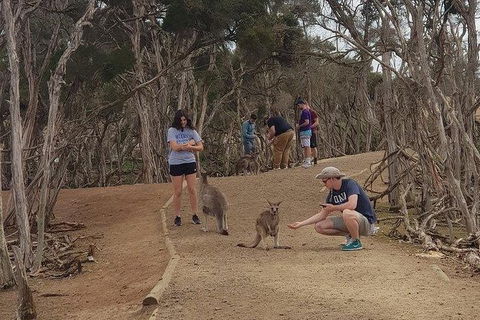 Phillip Island Penguin And Wildlife Tour - Accommodation Perth 34