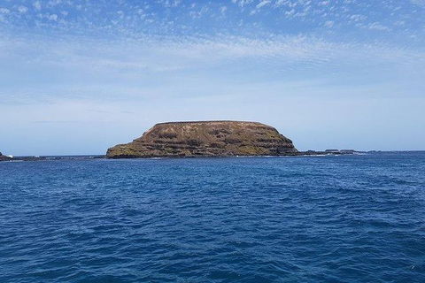 Phillip Island Penguin And Wildlife Tour - Accommodation Perth 17