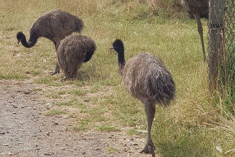 Phillip Island Penguin And Wildlife Tour - Accommodation Perth 32