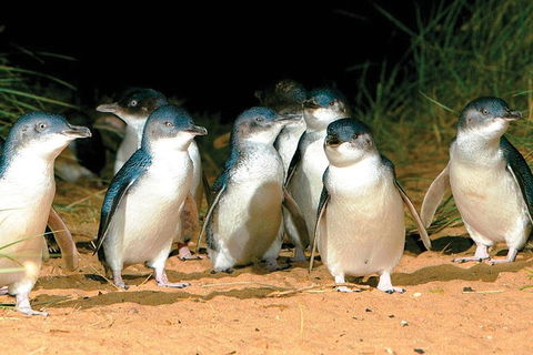 Phillip Island Penguin And Wildlife Tour - Accommodation Perth 0