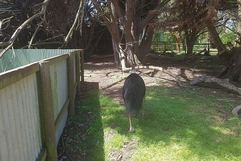 Phillip Island Penguin And Wildlife Tour - Accommodation Perth 5