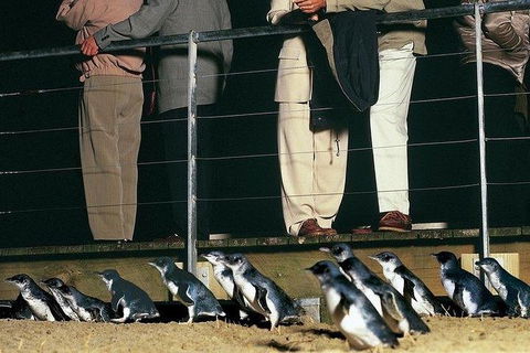 Phillip Island Penguin And Wildlife Tour - Accommodation Perth 20