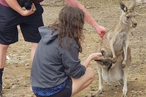 Phillip Island Penguin And Wildlife Tour - Accommodation Perth 12