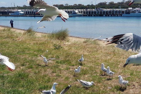 Phillip Island Penguin And Wildlife Tour - Accommodation Perth 1