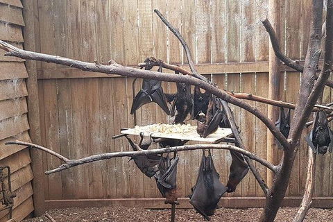 Phillip Island Penguin And Wildlife Tour - Accommodation Perth 31