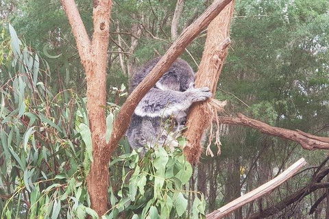 Phillip Island Penguin And Wildlife Tour - Accommodation Perth 16
