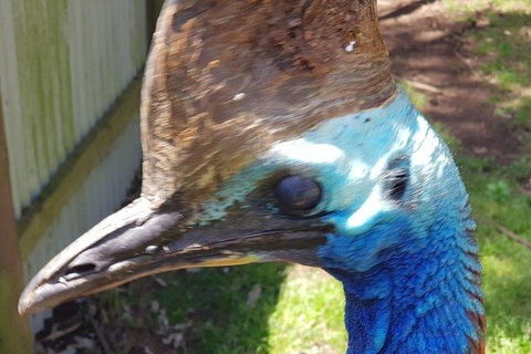 Phillip Island Penguin And Wildlife Tour - Accommodation Perth 19