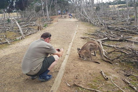 Phillip Island Penguin And Wildlife Tour - Accommodation Perth 30