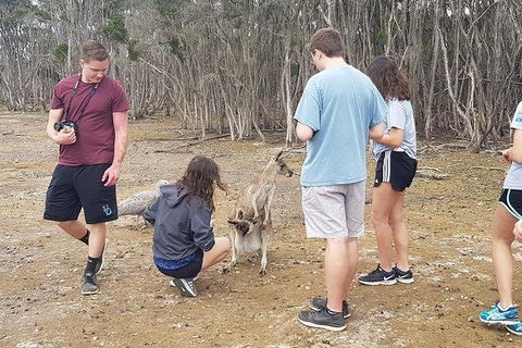 Phillip Island Penguin And Wildlife Tour - Accommodation Perth 3
