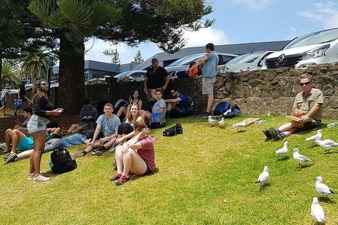 Phillip Island Penguin And Wildlife Tour - Accommodation Perth 22