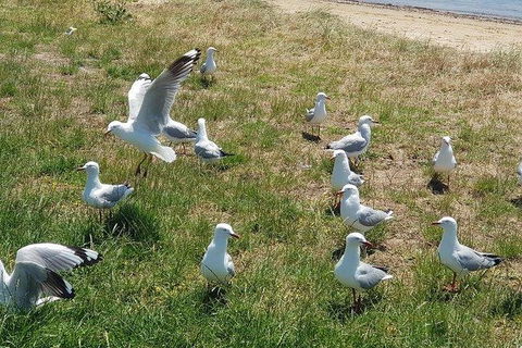 Phillip Island Penguin And Wildlife Tour - Accommodation Perth 9