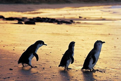 Phillip Island Penguin And Wildlife Tour - Accommodation Perth 13