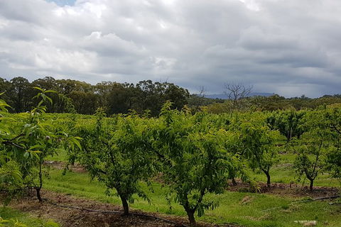 Day Tour Of Yarra Valley Puffing Billy And Rayners Orchard - Accommodation Perth 42