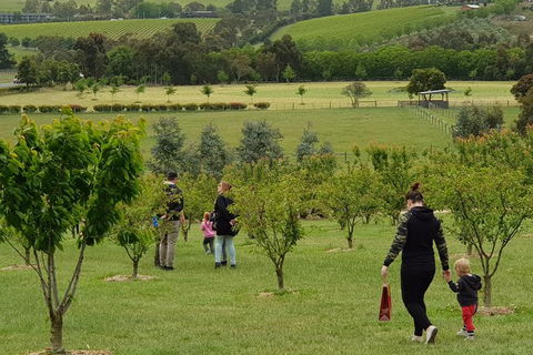Day Tour Of Yarra Valley Puffing Billy And Rayners Orchard - Accommodation Perth 36