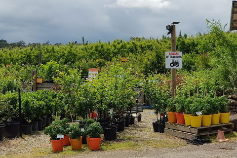 Day Tour Of Yarra Valley Puffing Billy And Rayners Orchard - Accommodation Perth 46