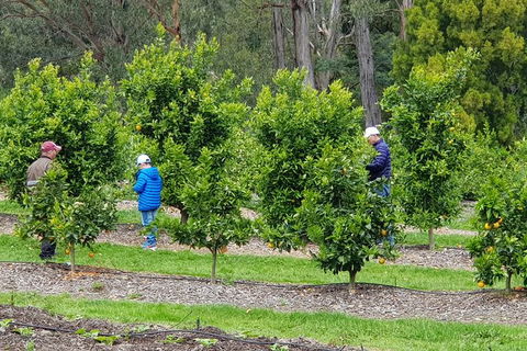Day Tour Of Yarra Valley Puffing Billy And Rayners Orchard - Accommodation Perth 1