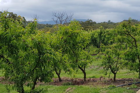 Day Tour Of Yarra Valley Puffing Billy And Rayners Orchard - Accommodation Perth 41