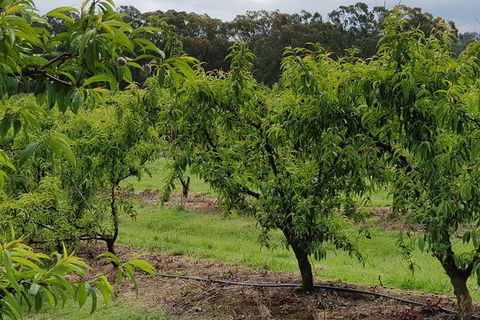 Day Tour Of Yarra Valley Puffing Billy And Rayners Orchard - Accommodation Perth 49