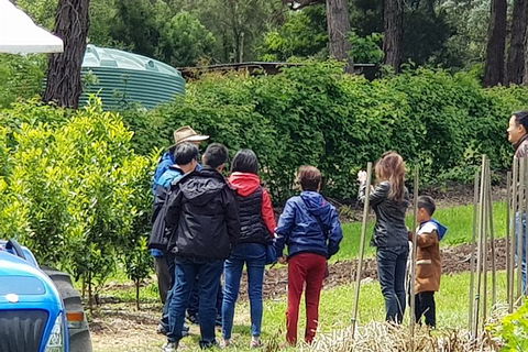 Day Tour Of Yarra Valley Puffing Billy And Rayners Orchard - Accommodation Perth 16