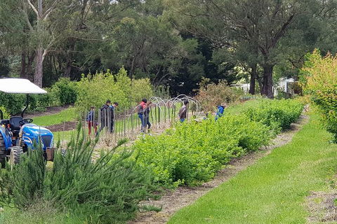 Day Tour Of Yarra Valley Puffing Billy And Rayners Orchard - Accommodation Perth 29