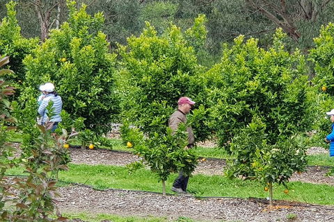 Day Tour Of Yarra Valley Puffing Billy And Rayners Orchard - Accommodation Perth 34