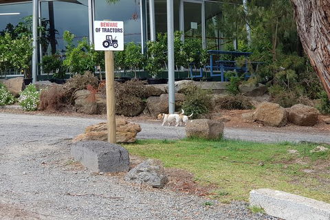 Day Tour Of Yarra Valley Puffing Billy And Rayners Orchard - Accommodation Perth 2