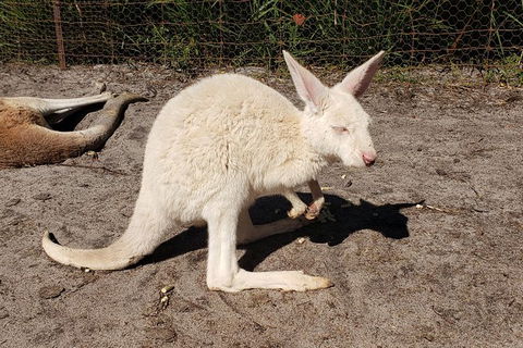 Very Best Of Perth Tour - Wildlife Park & City Highlights Tour - Perth Resorts 4