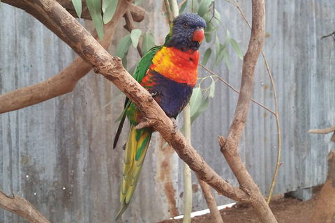 Very Best Of Perth Tour - Wildlife Park & City Highlights Tour - Perth Resorts 11