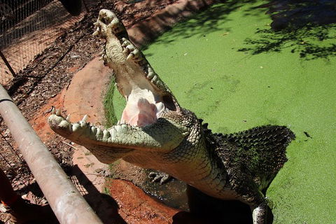Malcolm Douglas Crocodile Park - Accommodation Perth 10