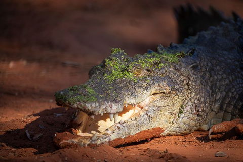 Malcolm Douglas Crocodile Park - Accommodation Perth 11