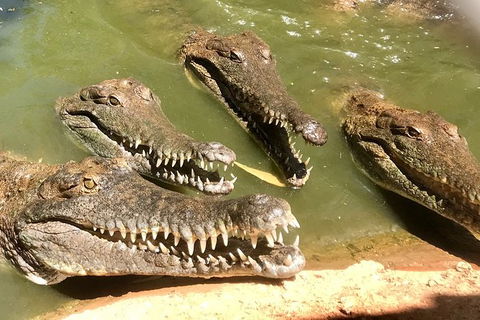Malcolm Douglas Crocodile Park - Accommodation Perth 5