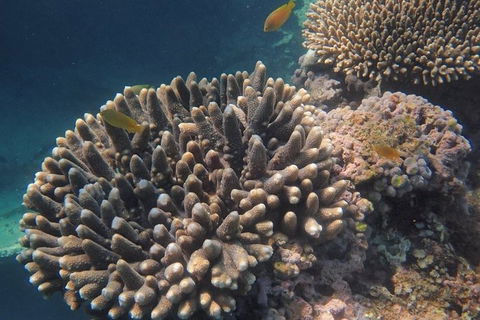 Marine Eco Safari - Swim With Manta Rays - Perth Resorts 5