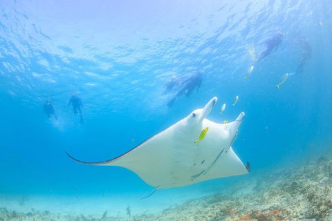 Marine Eco Safari - Swim With Manta Rays - Perth Resorts 0