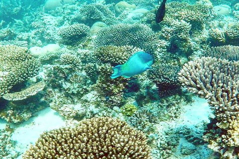 Marine Eco Safari - Swim With Manta Rays - Perth Resorts 3