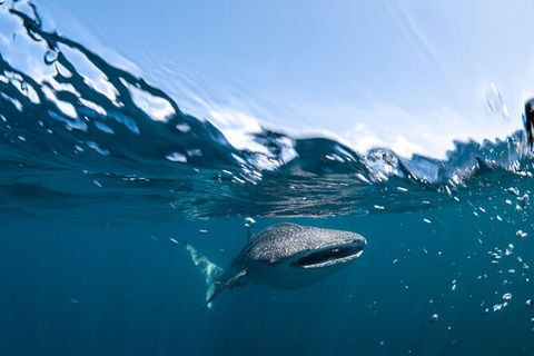 Whale Shark Safari - Perth Resorts 6