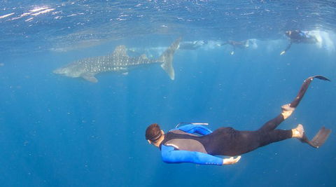 Whale Shark Safari - Perth Resorts 4