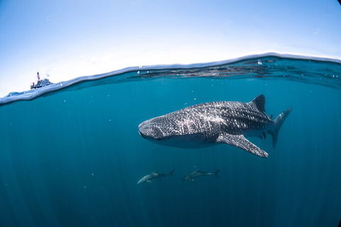 Whale Shark Safari - Perth Resorts 3