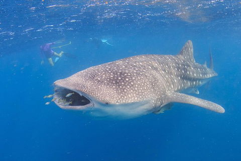Whale Shark Safari - Perth Resorts 5