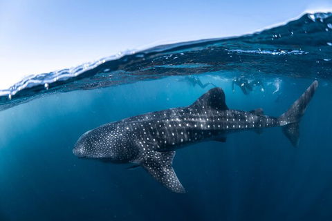 Whale Shark Safari - Perth Resorts 2