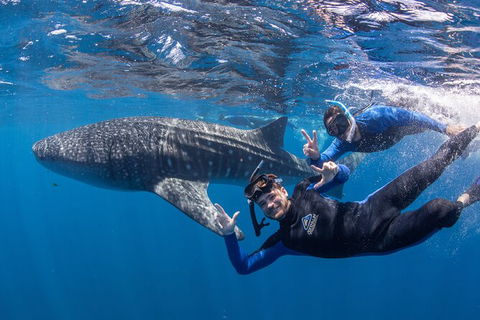 Whale Shark Safari - Perth Resorts 0