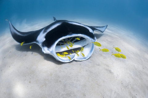 Ningaloo Adventure And Manta Ray Tour - Perth Resorts 9