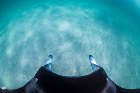 Ningaloo Adventure And Manta Ray Tour - Perth Resorts 5