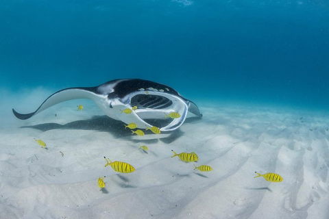 Ningaloo Adventure And Manta Ray Tour - Perth Resorts 2