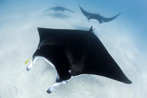 Ningaloo Adventure And Manta Ray Tour - Perth Resorts 1