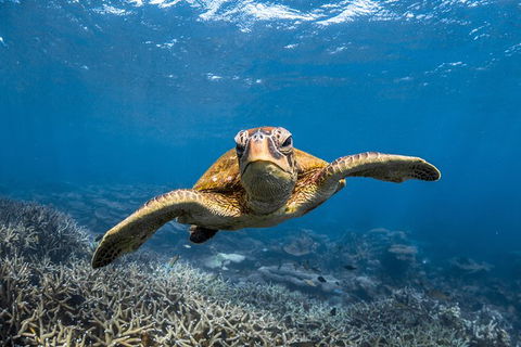 Ningaloo Adventure And Manta Ray Tour - Perth Resorts 3