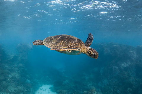 Ningaloo Adventure And Manta Ray Tour - Perth Resorts 7