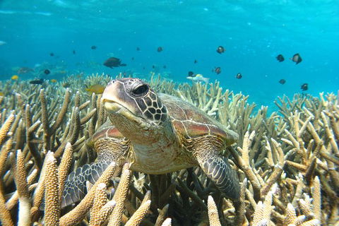Coral Bay 3-Hour Turtle Ecotour - Accommodation Perth 0